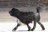 PETIT CHIEN LION 236